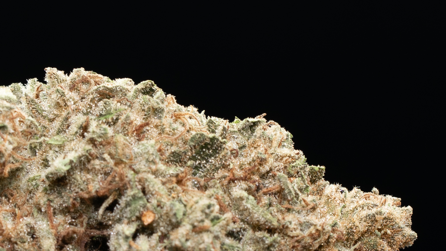 Sunset Sherbert - Greenhouse - Image 2