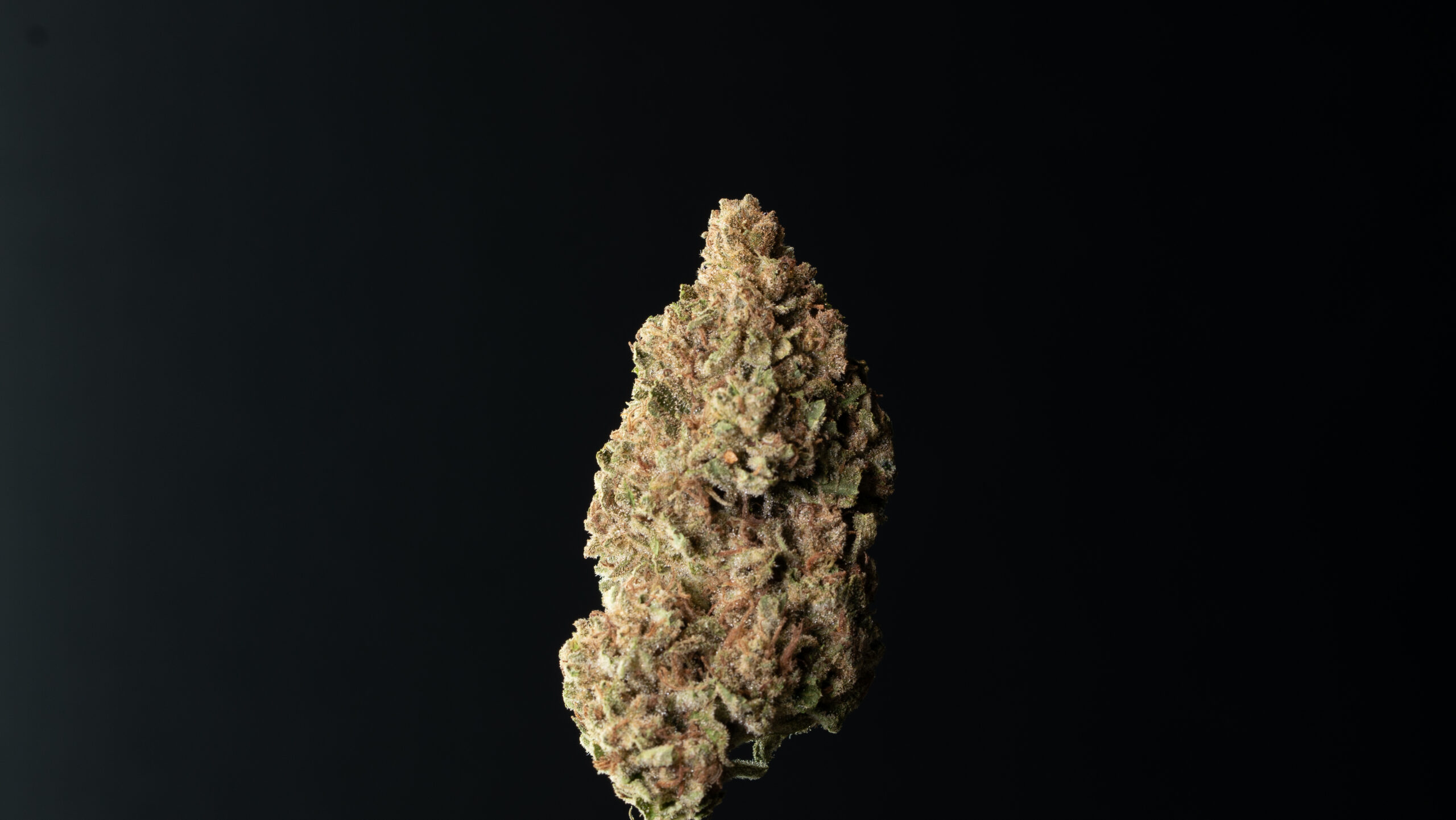 Sunset Sherbert - Greenhouse - Image 3