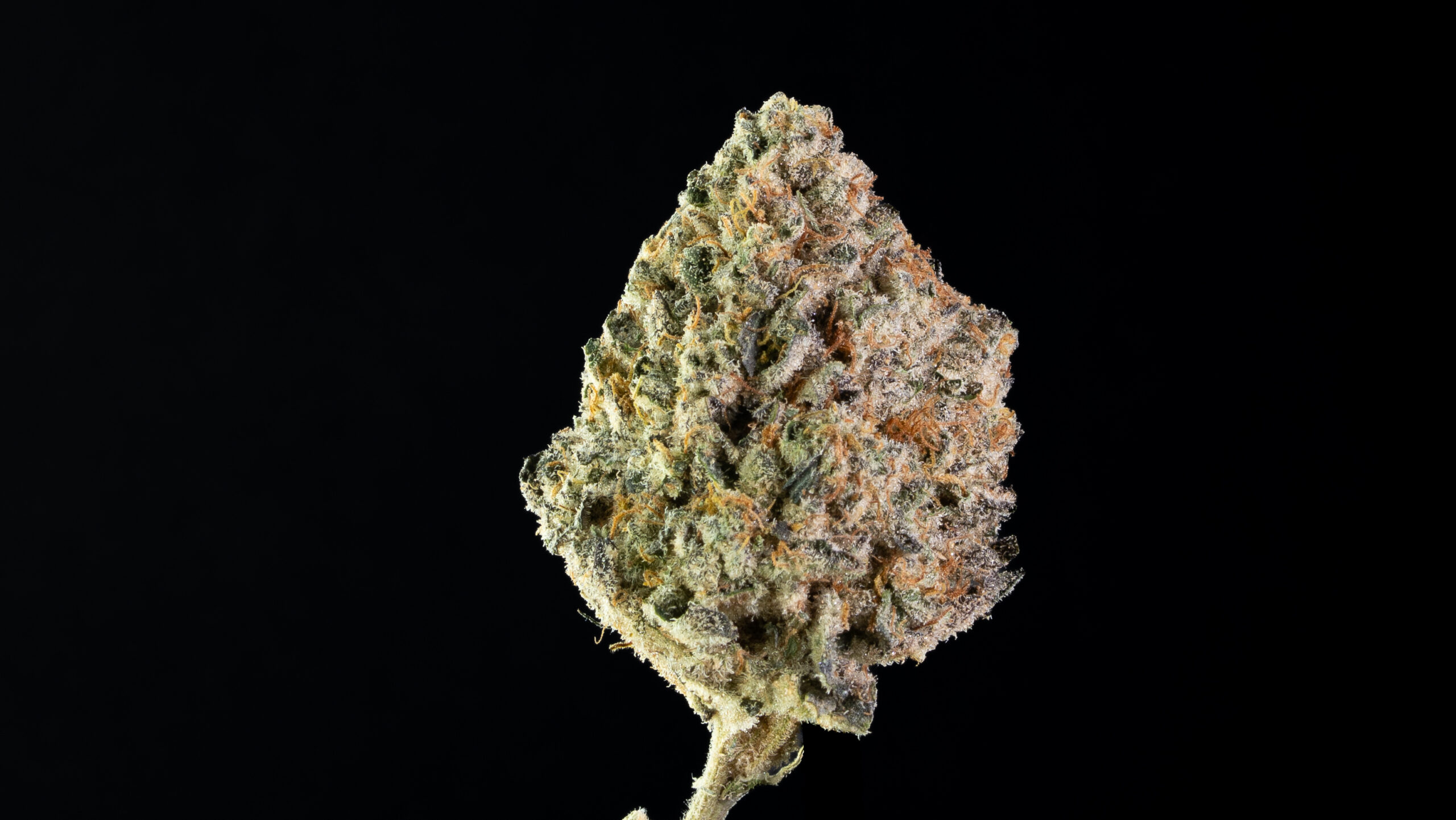 Blunicorn | Greenhouse - Image 3