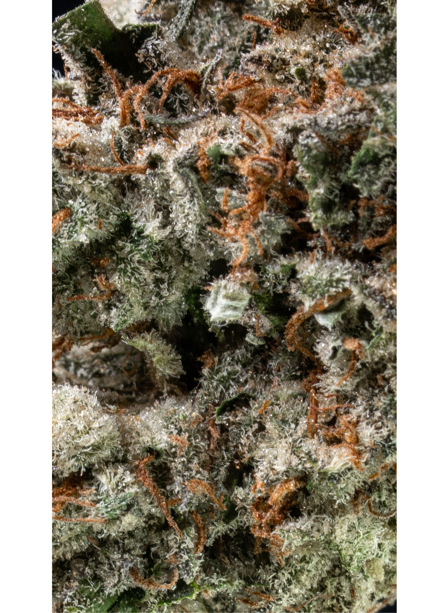Charlottes Angel CBD | Outdoor - Image 3
