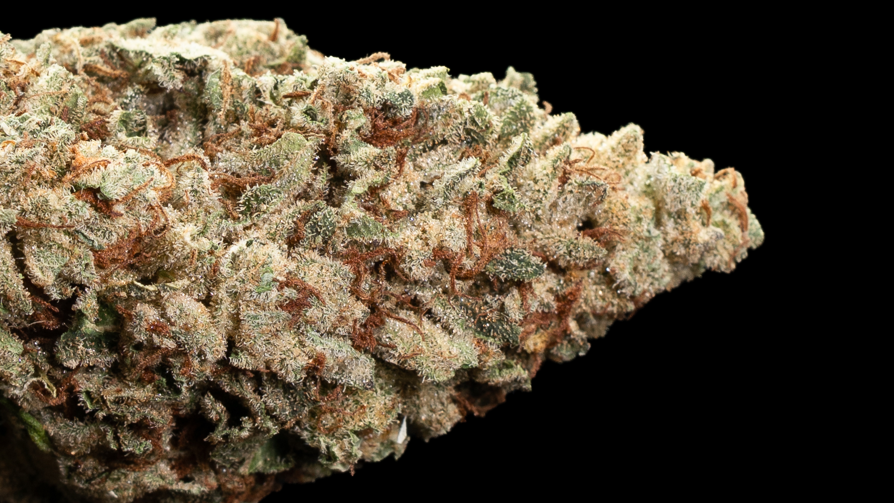 Rock Possum | Greenhouse - Image 2