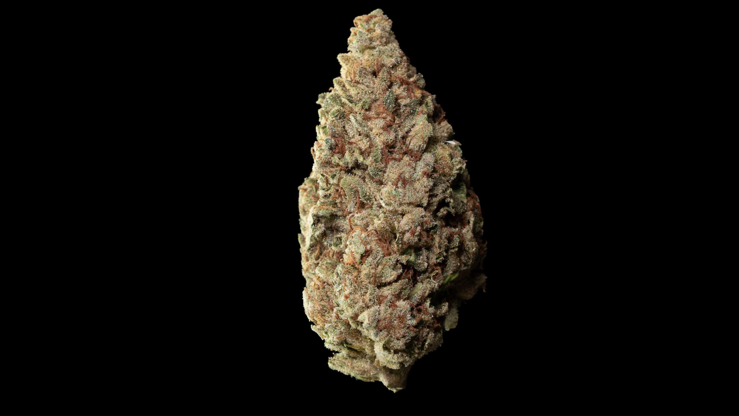 Rock Possum | Greenhouse - Image 3