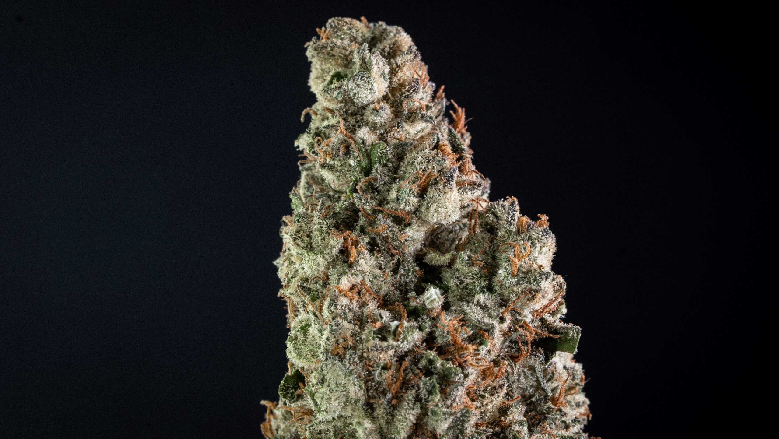 Charlottes Angel CBD | Outdoor - Image 2