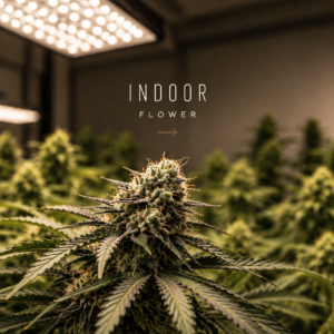 Indoor